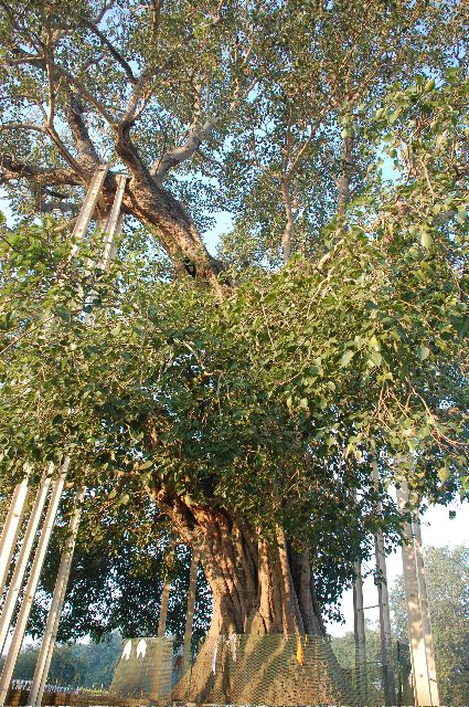 Sravasti03.jpg